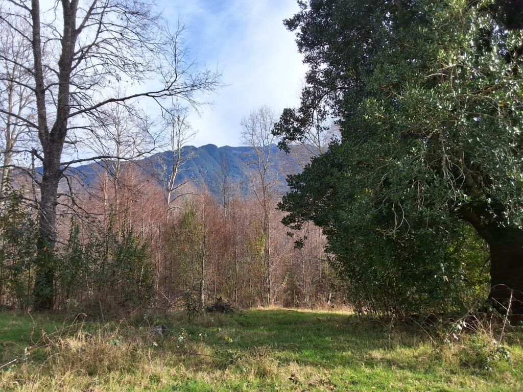 PARCELA EN CABURGA – PUCON
